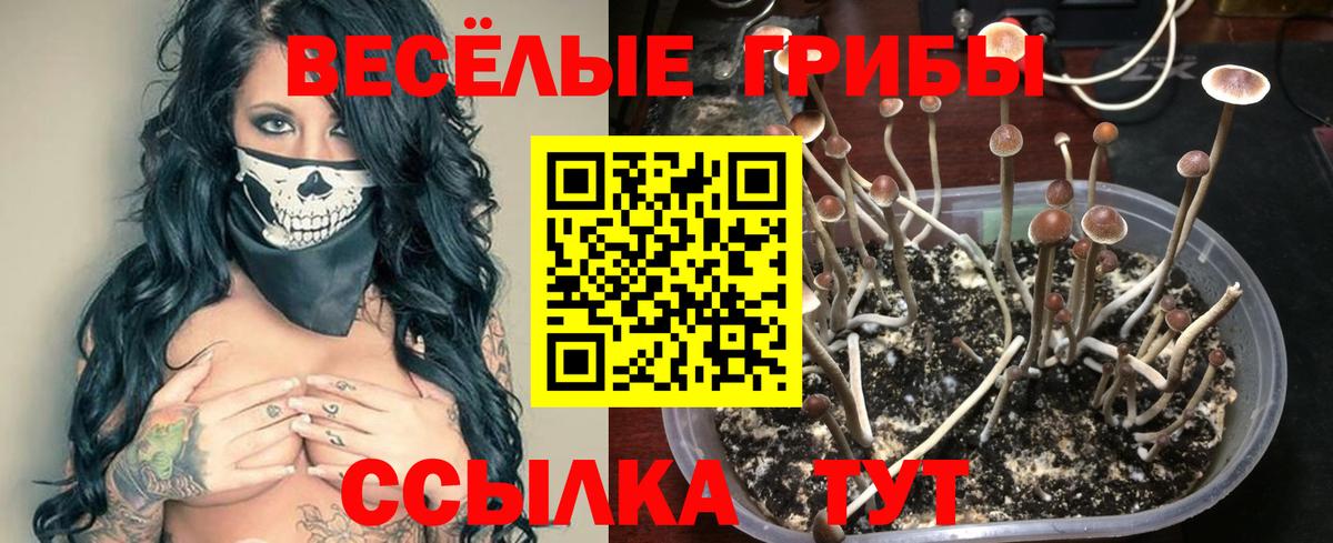Псилоцибиновые грибы мухоморы Кашира